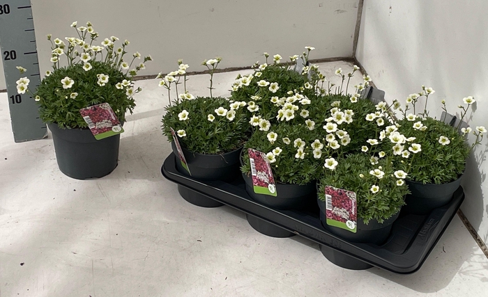 <h4>SAXIF AR MARTO ROSE</h4>