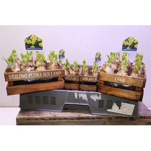 Arr N Tete A Tete In Houten Kistje