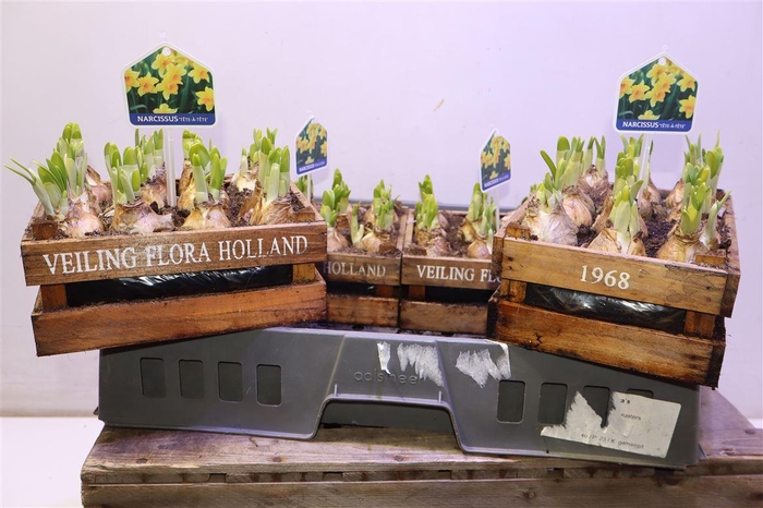 <h4>arr8 Arr N Tete A Tete In Houten Kistje</h4>