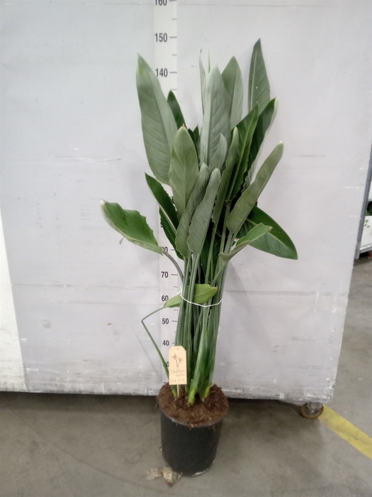 <h4>Strelitzia reg.</h4>