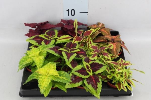 <h4>Plectranthus col.   ...mix</h4>