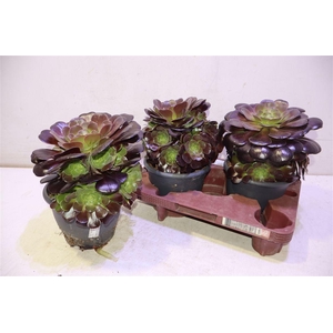 arr8 Aeonium Ab Velours