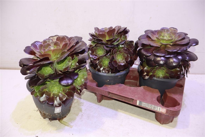 <h4>Aeonium Ab Velours</h4>