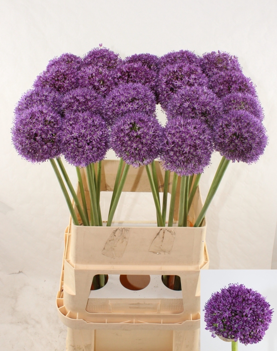<h4>ALLIUM AMBASSADOR</h4>