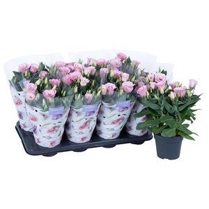 Nolina Lisianthus Ø 13 cm | Julietta Pink