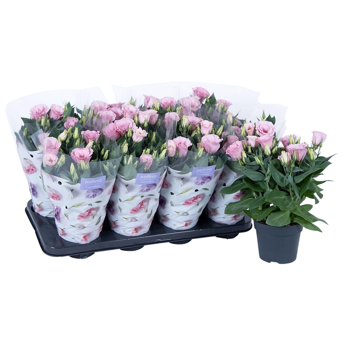 <h4>Nolina Lisianthus Ø 13 cm | Julietta Pink</h4>