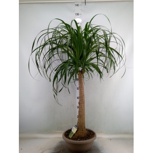 Beaucarnea recurvata