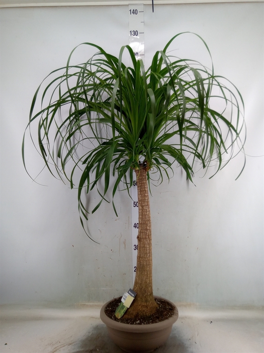 <h4>Beaucarnea recurvata</h4>