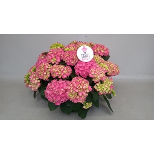 Hydrangea mac. 'Table-Tensia'