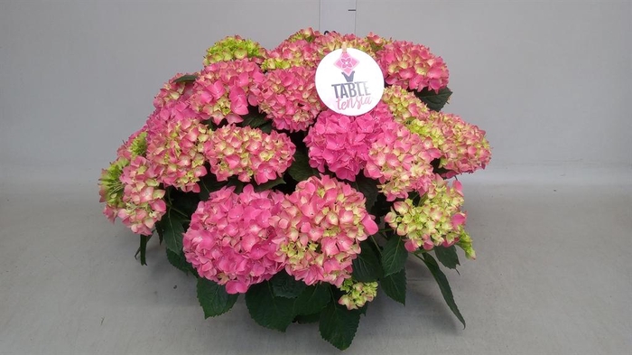 <h4>Hydrangea mac. 'Table-Tensia'</h4>