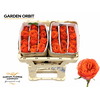 Rosa Garden Orbit