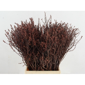 MYRICA GALE