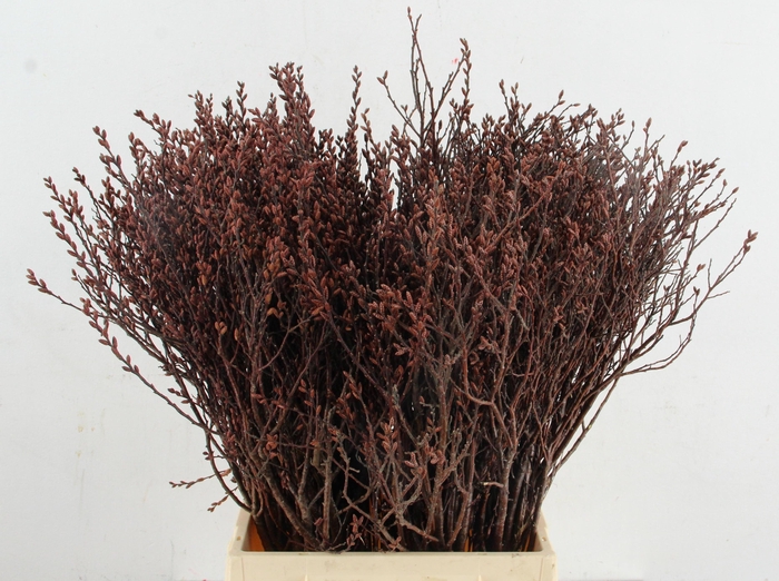 <h4>MYRICA GALE</h4>