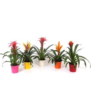 Bromelia Mix Excellent + Plastic pot inge