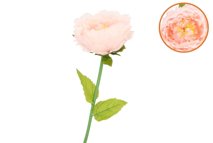 Silk Amazing Peony Beauty Peach Xxxl 58x140cm