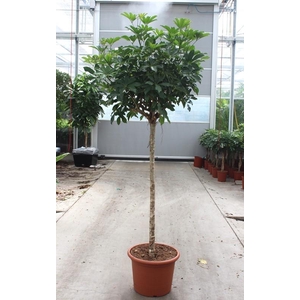 Schefflera arboricola 'Compacta'