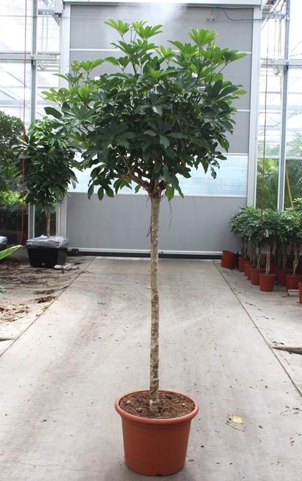 <h4>Schefflera arboricola 'Compacta'</h4>