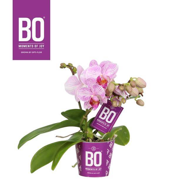 <h4>PHAL OPTI CANDY P7 BO ROZE 2 SPIKE</h4>