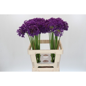 Allium Purple Sensation