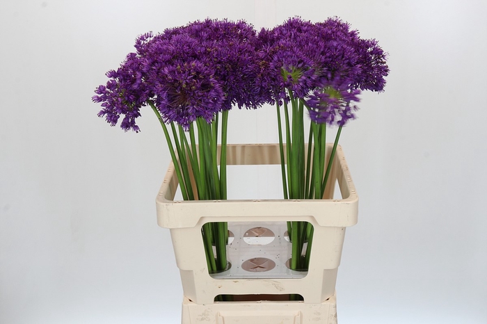 <h4>Allium Purple Sensation</h4>