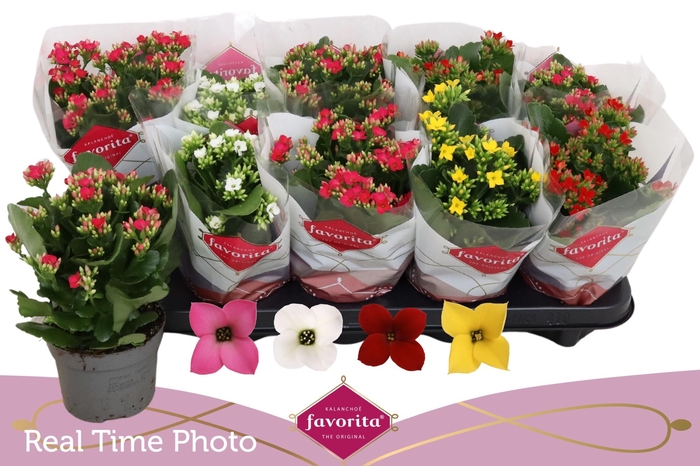 <h4>KAL EN GEM 4 KL</h4>