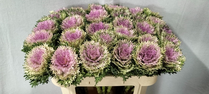 <h4>BRASS CRANE KING</h4>