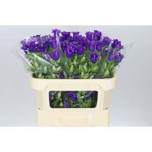 Campanula M Champ Blue