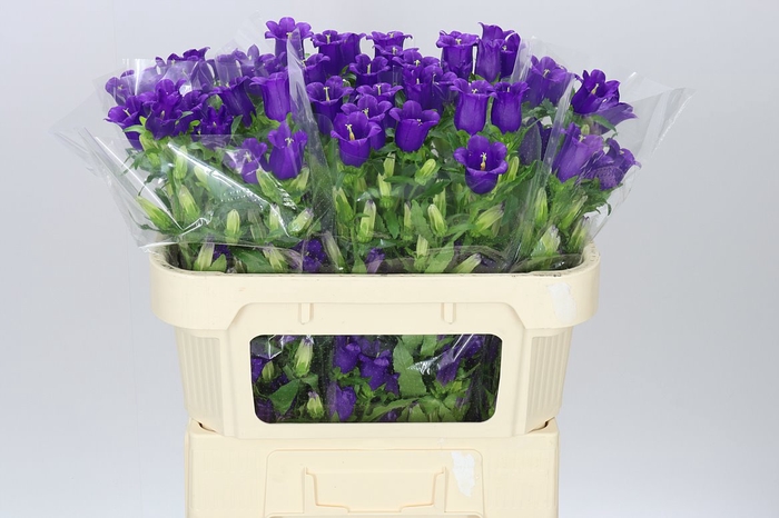 <h4>Campanula M Champ Blue</h4>