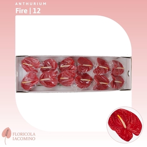 Anthurium Fire