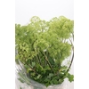 Angelica Gigas Green 110-120cm Extra
