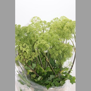 Angelica Gigas Green 150-160cm Extra