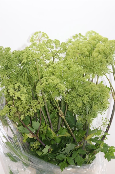 Angelica Gigas Green 150-160cm Extra