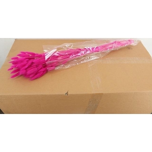 DF Lagurus Bs 50g/70cm Fuchsia
