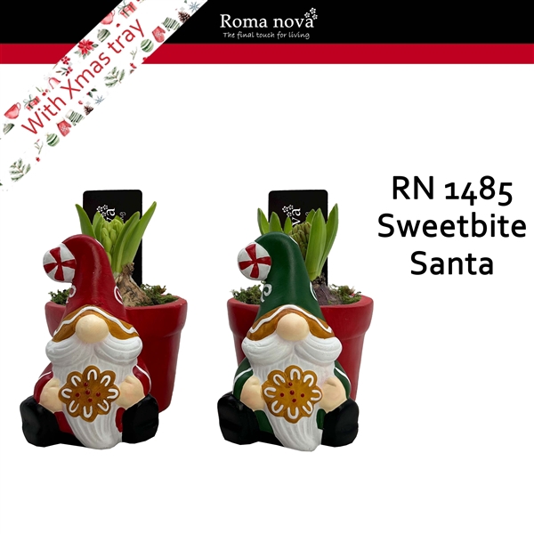 Arrangementen Hyacinthus 6%