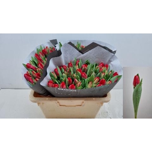 TU EN ANTARCTIC FIRE