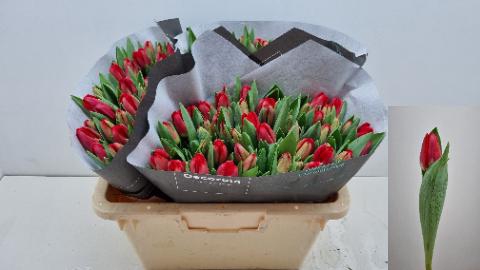 <h4>TU EN ANTARCTIC FIRE</h4>