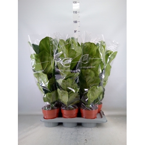 Ficus lyrata