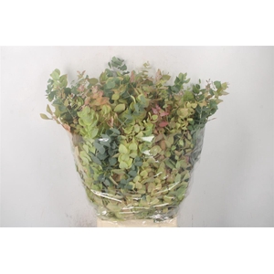 Euc Stuartiana Autumn Per Bunch