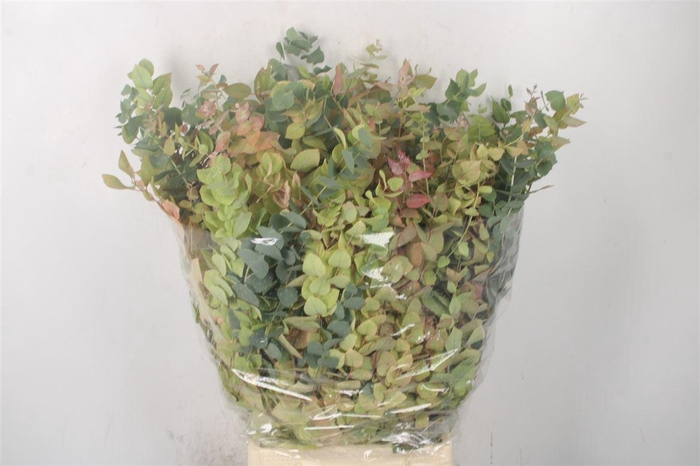 <h4>Euc Stuartiana Autumn Per Bunch</h4>