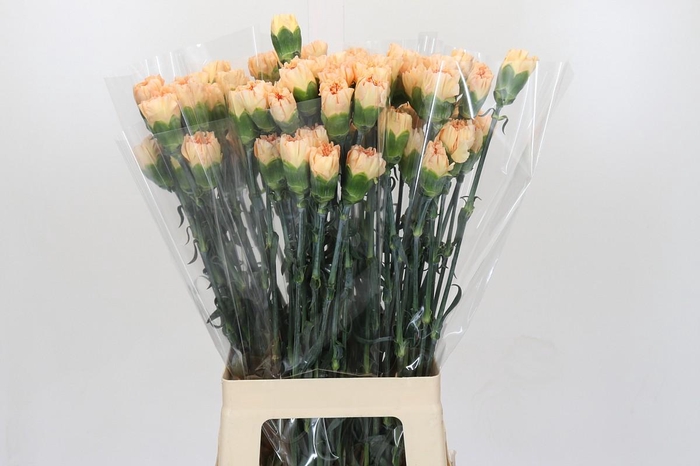 <h4>Dianthus St Crimea</h4>