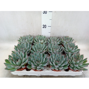 Echeveria  'Apus'