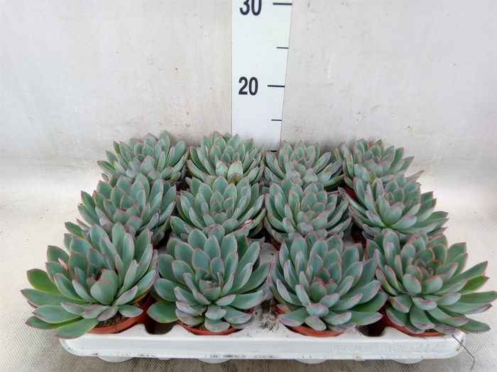 <h4>Echeveria  'Apus'</h4>