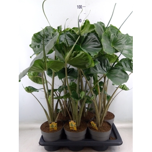 Alocasia macrorrhizos 'Stingray'