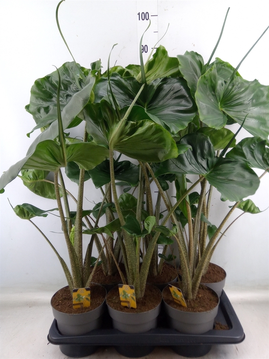 <h4>Alocasia macrorrhizos 'Stingray'</h4>