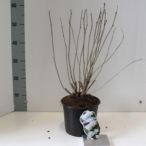 Hibiscus syriacus Admiral Dewey