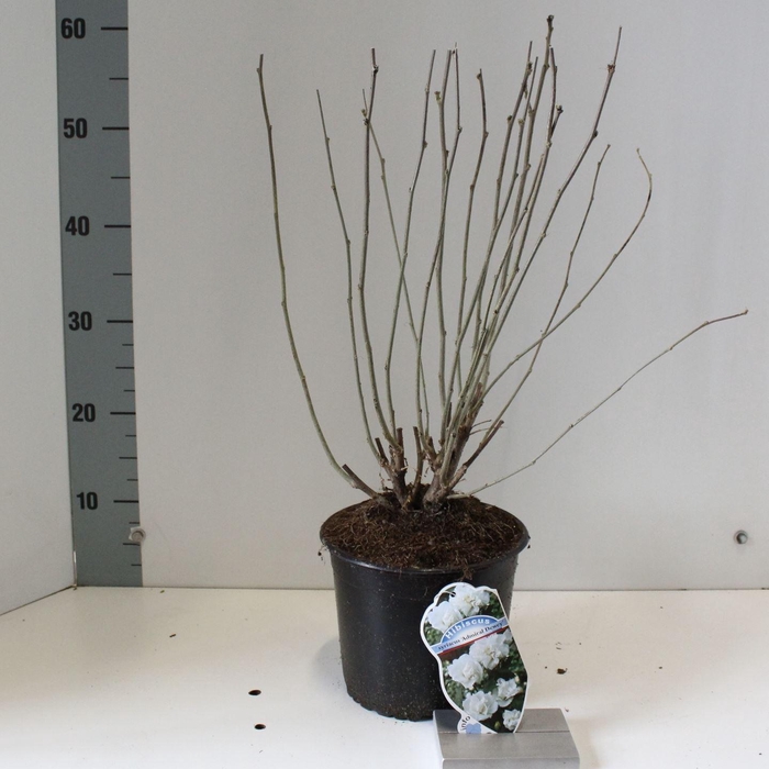 <h4>Hibiscus syriacus Admiral Dewey</h4>