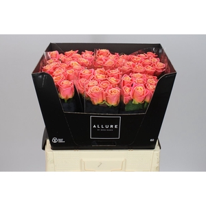 Rosa Gr Miss Piggy