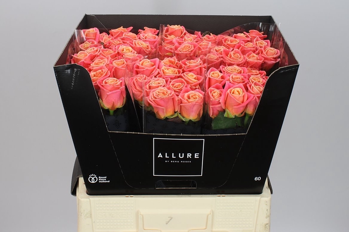 <h4>Rosa Gr Miss Piggy</h4>