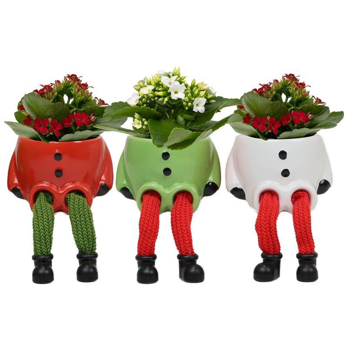 <h4>KALANCHOE BLOSSFELDIANA</h4>