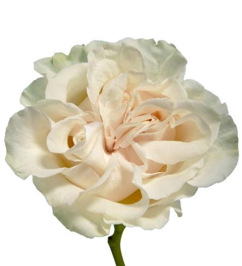 <h4>R GR Cotton X Pression</h4>